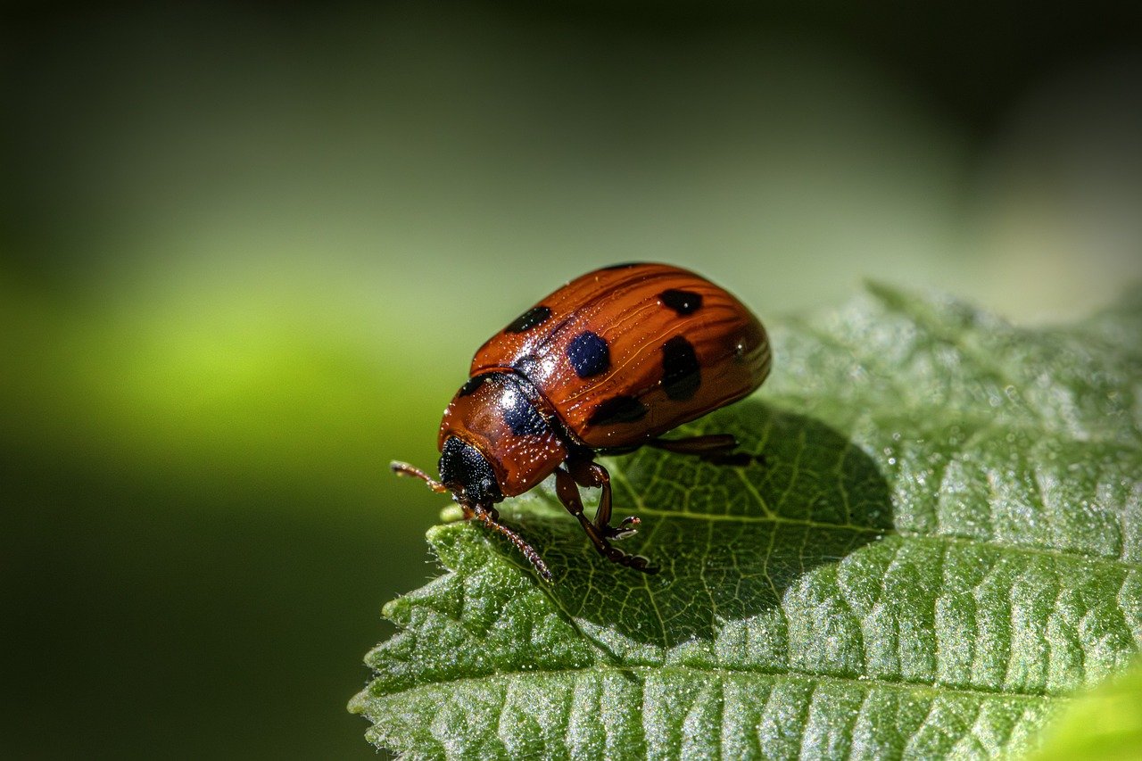 Tackling Biodiversity Loss: The Importance of Sustainable Hunting